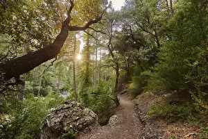 Deserted Forest Path Prints: Walking path through the forest
