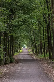 Forest Landscape Photography Prints: Walking path in forest. Forest road