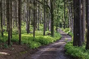 Forest Landscape Photography Prints: Walking path in forest. Forest road