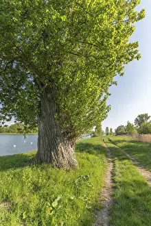Rhine River Europe Prints: Walking path along old rhine in spring