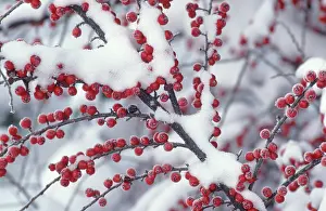 Rosaceae Family Prints: Wall Cotoneaster berries (Cotoneaster horizontalis)