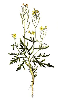 Homeopathic Medicine Options Prints: Wall double seed, Diplotaxis muralis