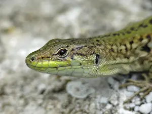 Wall Lizard Prints: Wall lizard, podarcis, lizard, lizard