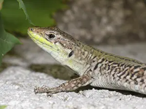 Wall Lizard Prints: Wall lizard, podarcis, lizard, lizard