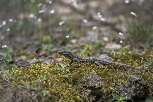 Wall Lizard Prints: Wall lizard (Podarcis muralis)