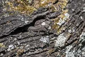 Scaled Reptile Species Prints: Wall lizard (Podarcis muralis)