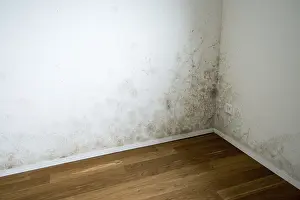 Deserted House Prints: Wall with mould, empty flat