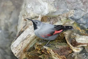 Passerine Songbird Prints: Wallcreeper