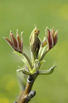 Springtime Nature Photography Prints: Walnut tree