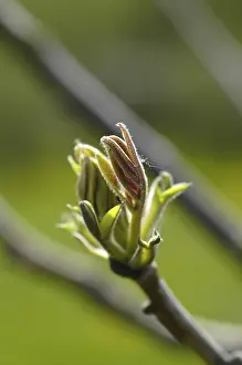 Springtime Nature Photography Prints: Walnut tree
