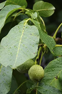 Summer In Germany Prints: Walnut on a tree, summer, Germany