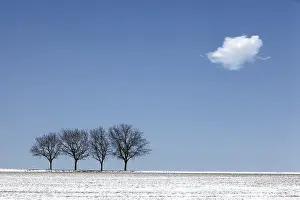 European Deciduous Tree Species Prints: Four walnut trees in the winter with snow