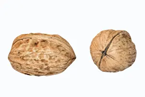 Walnut Photography Prints: Walnuts