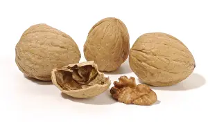 Close Up Walnuts Prints: Walnuts