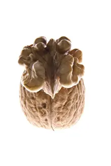 Walnut Nutrition Prints: Walnuts