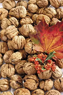 Autumn Leaf Photography Prints: Walnuts, firethorn and maple leaf