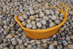 Walnut Photography Prints: Walnuts in orange plastic basin and around it