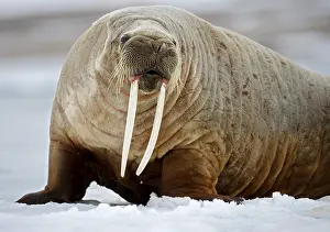 Prints of Walrus at Svalbard Walrus Prints: Walrus at Svalbard Print