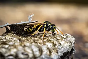 Hymenoptera Detail View Prints: A wasp crawling over a structured nest