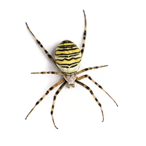 Prints of Wasp spider viewed from up high, Argiope bruennichi, isolated on white Weaver Spider Prints: Wasp Spider Print - Argiope bruennichi
