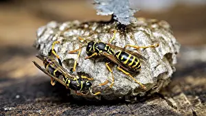 Wildlife Macro Photography Prints: Two wasps on a complex, structured nest highlight the insects activity