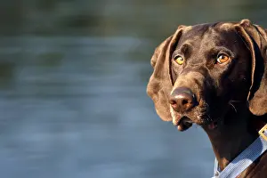 Pet Looking At Camera Prints: Watchful though