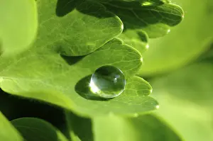 Close Up Plant Detail Prints: Water drop on leaf