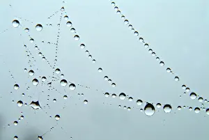 Spider Web Macro Prints: Water drops on a cobweb