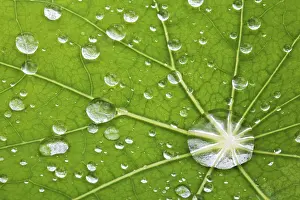 Deserted Plant Scene Prints: Water drops on leaf - macro detail