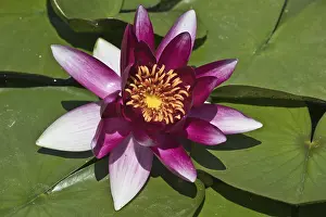 Prints of Water lilies (Nymphaea), Luisenpark Mannheim, Rhineland-Palatinate, Germany Mannheim Prints: Water Lilies Print, Luisenpark Mannheim, Germany