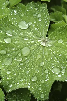 Dripping Water Effect Prints: Waterdrop on leaf