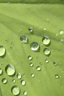 Open Air Atmosphere Prints: Waterdrop on leaf