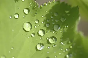 Dewy Morning Atmosphere Prints: Waterdrop on leaf