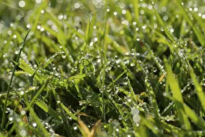 Nature Macro Shots Prints: Waterdrop on leaf