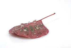 Leaf Vein Structure Prints: Waterdrops on a leaf