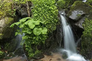 Europe River Landscapes Prints: Waterfall in a mountain forest at springtime