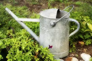 Gardening Tools Prints: Watering-can