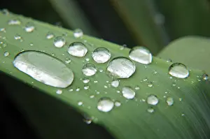 Colorful Water Droplets Prints: Waterperls on a leaf