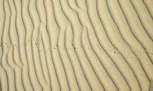 Deserted Coastal Area Image Prints: Wave pattern and traces of a bird in light sand