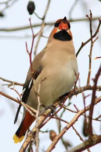 Songbird Feeding Habits Prints: Waxwing eats rosehip