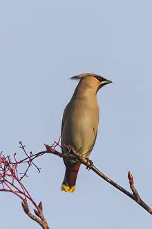 Deserted Mountainous Landscape Photo Prints: Waxwing perching on a branch close up