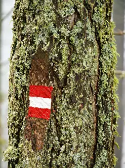 South Tyrol Photography Prints: Waymarking on a mossy tree trunk