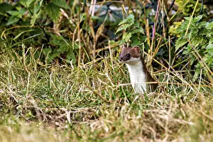 Prints of A weasel peers curiously out of the dense grass, surrounded by plants, The stoat in the wild near Herleshausen in Germany (Mustela erminea) Stoat Prints: Wild Stoat Peers Out of Dense Grass Print