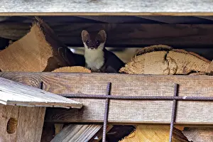 Prints of A weasel sits between stacked logs in a rustic setting, The stoat in the wild near Herleshausen in Germany (Mustela erminea) Stoat Prints: A Weasel in a Rustic Setting Print