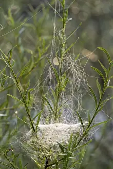 Prints of Web of Sheet Weaver (Linyphiidae) in willows, Isar, Upper Bavaria, Bavaria, Germany Web Spider Prints: Web of Sheet Weaver Print in Willows, Bavaria, Germany