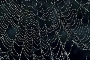 Prints of Web of the wheel web spider Weaver Spider Prints: Wheel Web Spider Print - ImageBROKER