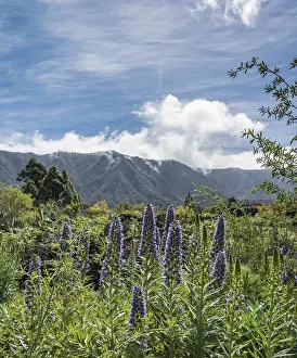 Spanish Mountain Range Prints: Webb's Bugloss (Echium webbii)