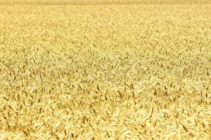 Grainfield Landscape Prints: A Weed Field