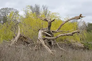 European Deciduous Trees Prints: Weeping willow, dead tree, waterfront