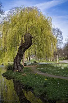 Rosensteinpark Germany Prints: Weeping willow, Rosensteinpark